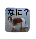 ぼくのパンは海（個別スタンプ：12）