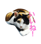 るのちゃんとりおちゃん（個別スタンプ：12）