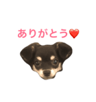 うちのチワワあずちゃん2（個別スタンプ：2）