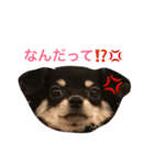 うちのチワワあずちゃん2（個別スタンプ：4）
