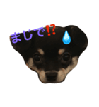 うちのチワワあずちゃん2（個別スタンプ：5）