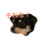 うちのチワワあずちゃん2（個別スタンプ：8）