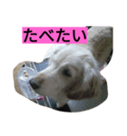 うちのワンコ ゴールデン（個別スタンプ：1）
