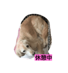 うちのワンコ ゴールデン（個別スタンプ：6）