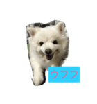 スピッツのみきお（個別スタンプ：1）
