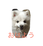 スピッツのみきお（個別スタンプ：2）