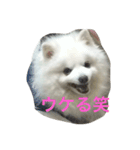 スピッツのみきお（個別スタンプ：10）