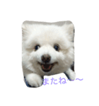 スピッツのみきお（個別スタンプ：16）