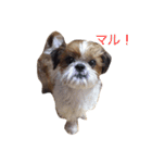 うちのワンコ(シーズー)（個別スタンプ：4）
