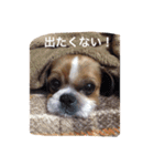 うちのワンコ(シーズー)（個別スタンプ：8）
