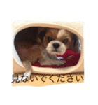 うちのワンコ(シーズー)（個別スタンプ：14）