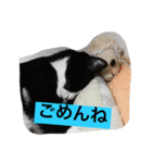 ドンとハナ（個別スタンプ：1）