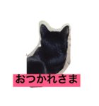 ドンとハナ（個別スタンプ：3）