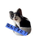 ドンとハナ（個別スタンプ：5）