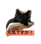 ドンとハナ（個別スタンプ：6）