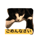 ドンとハナ（個別スタンプ：8）