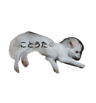 イロハの一人言（個別スタンプ：6）