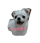 イロハの一人言（個別スタンプ：8）