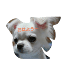 イロハの一人言（個別スタンプ：11）