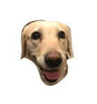 Loveco the retriever（個別スタンプ：1）