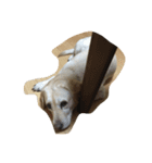 Loveco the retriever（個別スタンプ：2）