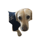 Loveco the retriever（個別スタンプ：3）