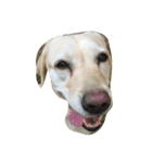 Loveco the retriever（個別スタンプ：4）