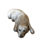 Loveco the retriever（個別スタンプ：7）