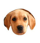 Loveco the retriever（個別スタンプ：8）