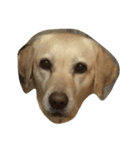 Loveco the retriever（個別スタンプ：10）