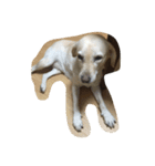 Loveco the retriever（個別スタンプ：13）