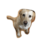 Loveco the retriever（個別スタンプ：14）