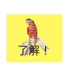 アキクサのぴーことコザクラのさくら（個別スタンプ：1）