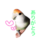 アキクサのぴーことコザクラのさくら（個別スタンプ：2）