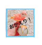 アキクサのぴーことコザクラのさくら（個別スタンプ：3）