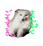 ヌクメンわさび（個別スタンプ：1）