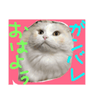 ヌクメンわさび（個別スタンプ：6）