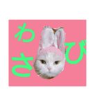 ヌクメンわさび（個別スタンプ：13）