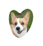 コーギー犬 momo（個別スタンプ：1）