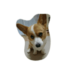 コーギー犬 momo（個別スタンプ：2）