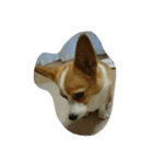 コーギー犬 momo（個別スタンプ：3）