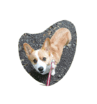 コーギー犬 momo（個別スタンプ：4）