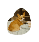 コーギー犬 momo（個別スタンプ：5）