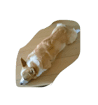 コーギー犬 momo（個別スタンプ：6）