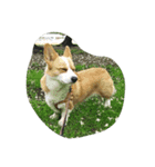 コーギー犬 momo（個別スタンプ：7）