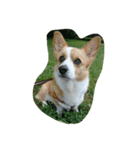 コーギー犬 momo（個別スタンプ：8）