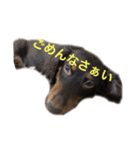 milk＆lemon（個別スタンプ：1）
