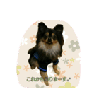 ぽめのモカ（個別スタンプ：11）