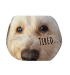 my dogs    Leo and L（個別スタンプ：4）
