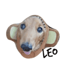 my dogs    Leo and L（個別スタンプ：7）
